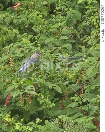 map on the location of the city 130770264