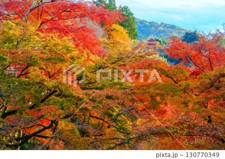 紅葉に彩られた清水寺の子安の塔 130770349