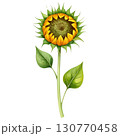 sunflower 130770458
