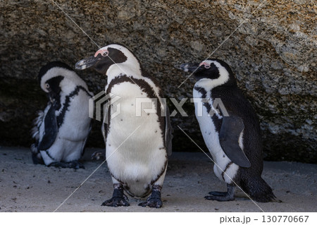 Three African penguins are hiding from the sun in the shade of a large stone Three African penguins are hiding from the sun in the shade of a large stone 130770667