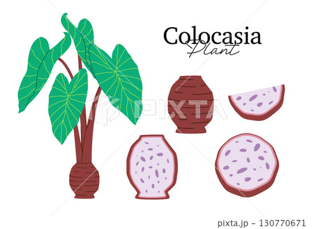 flat vector illustration of a Colocasia plant and tubers whole and sliced views represents agriculture botany tropical plants and healthy food concepts 130770671
