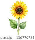 sunflower 130770725