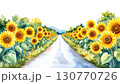 sunflower 130770726