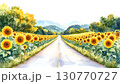 sunflower 130770727