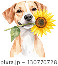 sunflower 130770728