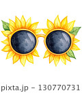 sunflower 130770731