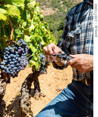 Cannonau grapes. Agronomist measures the level of sugars in grapes with the refractometer. Agriculture. 130771008