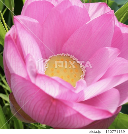 咲き始めの美しい蓮の花　 130771189