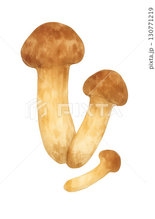 水彩で描いた松茸のイラスト素材 130771219