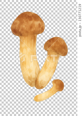 水彩で描いた松茸のイラスト素材 130771219
