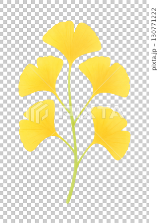 Yellow ginkgo illustration material 130771222