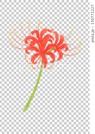 Illustration material of red spider lilies 130771227