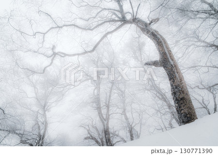 冬の伯耆大山 冬の伯耆大山 130771390