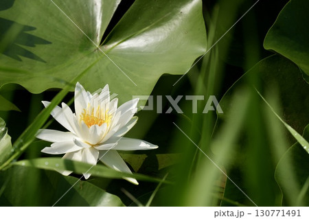 水面に浮かぶ白い睡蓮 130771491