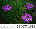 青い花菖蒲 130771843