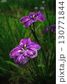 青い花菖蒲 130771844