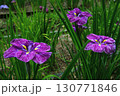 青い花菖蒲 130771846