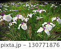 初夏の公園に咲く白い花菖蒲 130771876