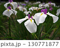 初夏の公園に咲く白い花菖蒲 130771877