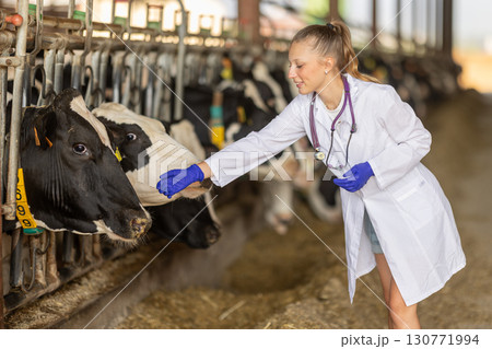 Woman veterinarian standing near cow on farm 130771994