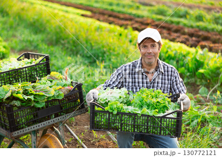Adult man harvesting lettuce in field Adult man harvesting lettuce in field 130772121