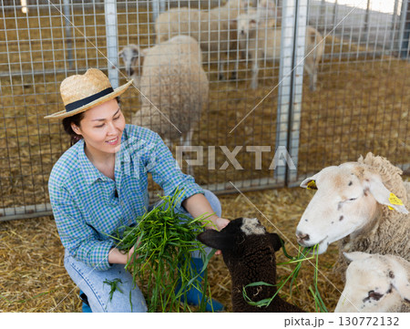 Hardworking kazakh woman feeds alpacas with fresh grass 130772132