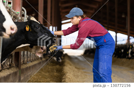 Woman feeding cows with hay in cowshed of dairy farm Woman feeding cows with hay in cowshed of dairy farm 130772156