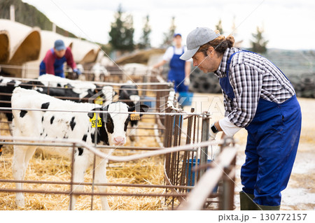 Adult owner of farm smiling and petting calves in open stall on farm. Cattle breeding, taking care of animals concept Adult owner of farm smiling and petting calves in open stall on farm. Cattle breeding, taking care of animals concept 130772157
