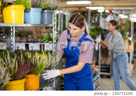 Saleswoman of flower shop near shelf with calluna chooses pot with young plant to send for customer Saleswoman of flower shop near shelf with calluna chooses pot with young plant to send for customer 130772208