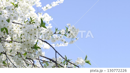 Blue sky background and white flowers Blue sky background and white flowers 130772226