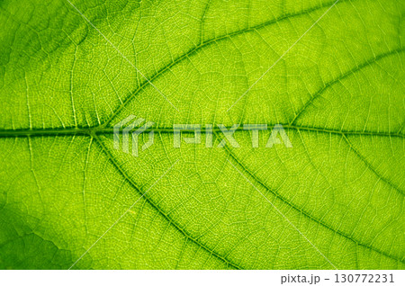 Macro texture of green leaf 130772231
