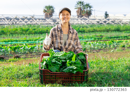 Girl works on plantation garden bed, cuts bunches of acelga and puts them in box for transportation Girl works on plantation garden bed, cuts bunches of acelga and puts them in box for transportation 130772363