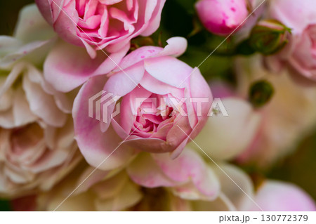 Branches with blooming pink roses in the garden at sunny day 130772379