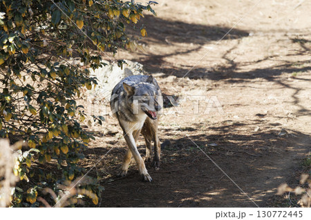 草むらを移動するオオカミ 130772445