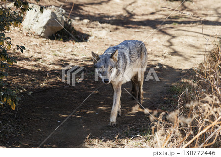 草むらを移動するオオカミ 130772446