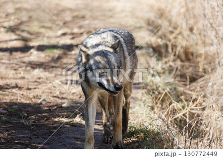 草むらを移動するオオカミ 130772449