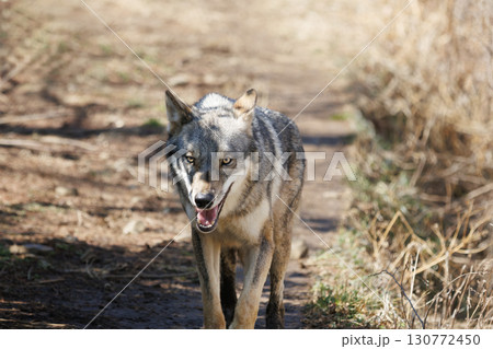 草むらを移動するオオカミ 130772450