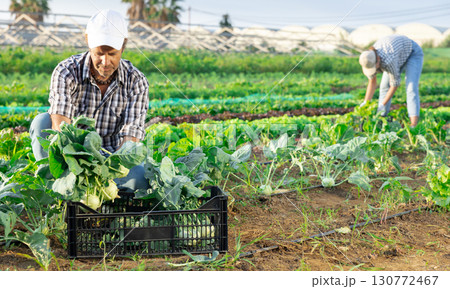 Male gardener harvesting kohlrabi -german turnip on vegetable field 130772467
