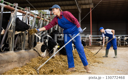 Young female farmer feeding cows on dairy farm Young female farmer feeding cows on dairy farm 130772468