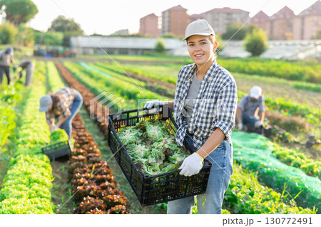 Girl works on plantation cuts bunches of purple salad and puts them in box for transportation Girl works on plantation cuts bunches of purple salad and puts them in box for transportation 130772491