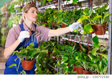 Young female florist arranging pots with epipremnum aureum in store 130772580