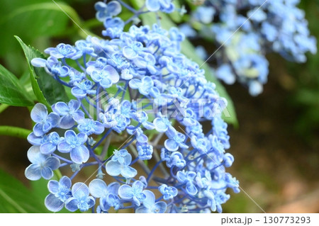 写真素材：布引ハーブ園の紫陽花（あじさい） 130773293