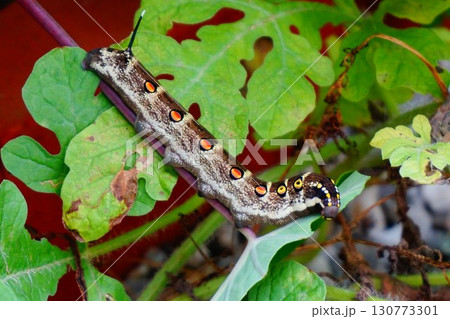 セスジスズメ 幼虫 芋虫 イモムシ 眼状紋 セスジスズメ 幼虫 芋虫 イモムシ 眼状紋 130773301