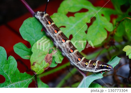 セスジスズメ 幼虫 芋虫 イモムシ 眼状紋 セスジスズメ 幼虫 芋虫 イモムシ 眼状紋 130773304