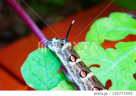 セスジスズメ　幼虫　芋虫　イモムシ　眼状紋 130773305