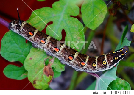 セスジスズメ　幼虫　芋虫　イモムシ　眼状紋 130773311
