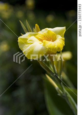 色いカンナの花が咲いています。学名はCannaceaeです。 色いカンナの花が咲いています。学名はCannaceaeです。 130773443