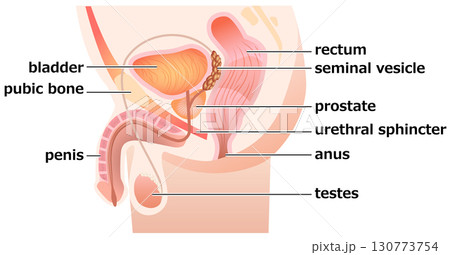 Locating the Prostate 130773754