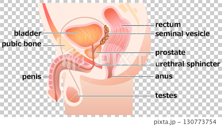 Locating the Prostate 130773754