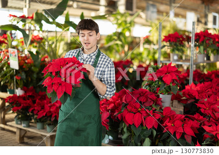 Guy employee of garden center is busy working with plants, potted poinsettia Guy employee of garden center is busy working with plants, potted poinsettia 130773830